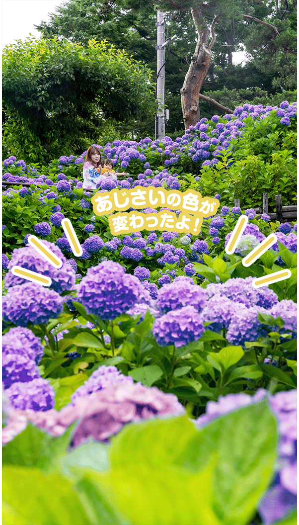 あじさいの色が変わったよ！