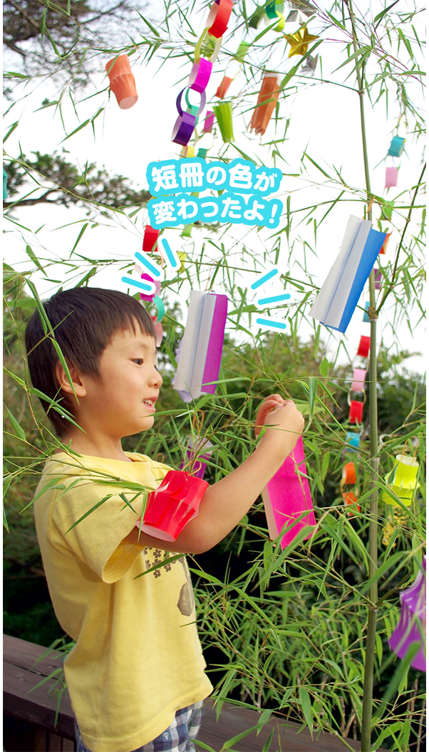 短冊の色が変わったよ！
