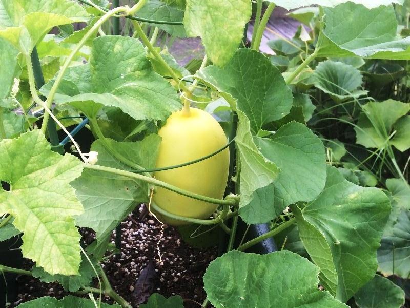 20170907_makuwauri (2).JPG