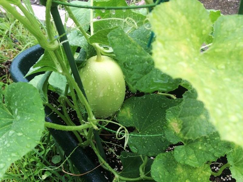 20170907_makuwauri (4).JPG